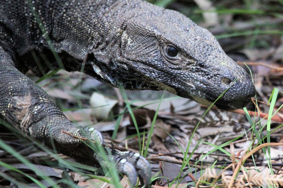 Lace Monitor (Varanus varius)